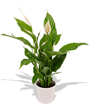 SPATHIPHYLIUM(PEACE LILY)