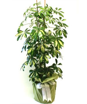 SCHEFFLERA