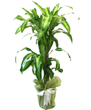 YUCCA MASSENGENA 