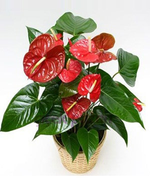 RED ANTHURUM