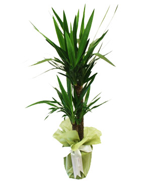 YUCCA